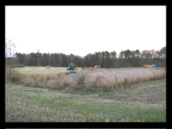 Hay Field 
