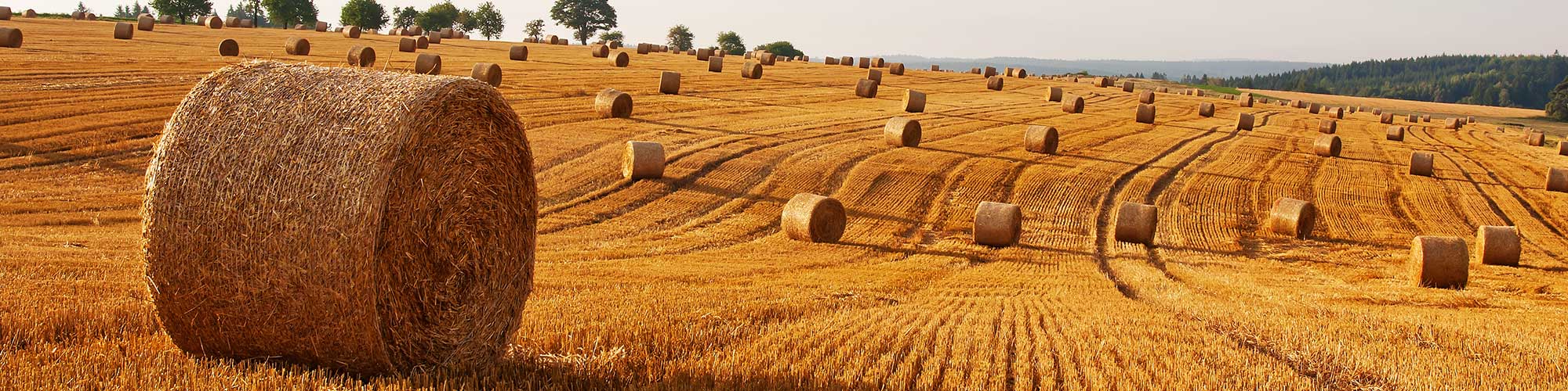 Hay Bales